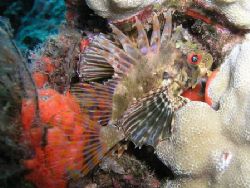Green Lionfish at micro reef off Black Rock, Maui. Taken ... by Cheryl Gerrish 